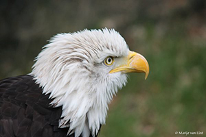 Amerikaanse Zeearend gefotografeerd door Marije van Lint tijdens de workshop roofvogelfotografie van KOM FOTOGRAFEREN (Wolves fotografie).