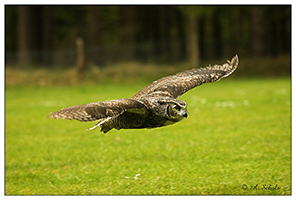 Canadese_Oehoe_door_Armand_Schols_small