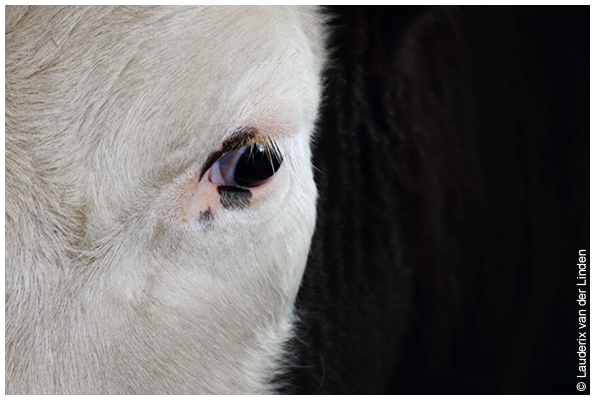 Foto gemaakt door een cursist van KOM FOTOGRAFEREN