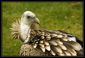 Gier_door_Armand_Schols_small