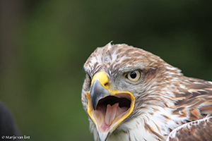 Koningsbuizerd gefotografeerd door Marije van Lint tijdens de workshop roofvogelfotografie van KOM FOTOGRAFEREN (Wolves fotografie).