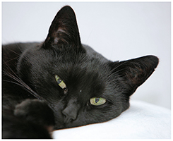 Laika - Kattenfotografie - Door: Ellen Reus - Wolves fotografie