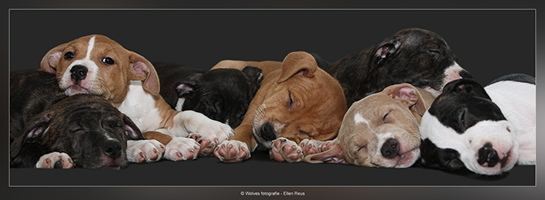 Rijtje puppies - Hondenfotografie - Dierfotografie - Door: Ellen Reus - Wolves fotografie