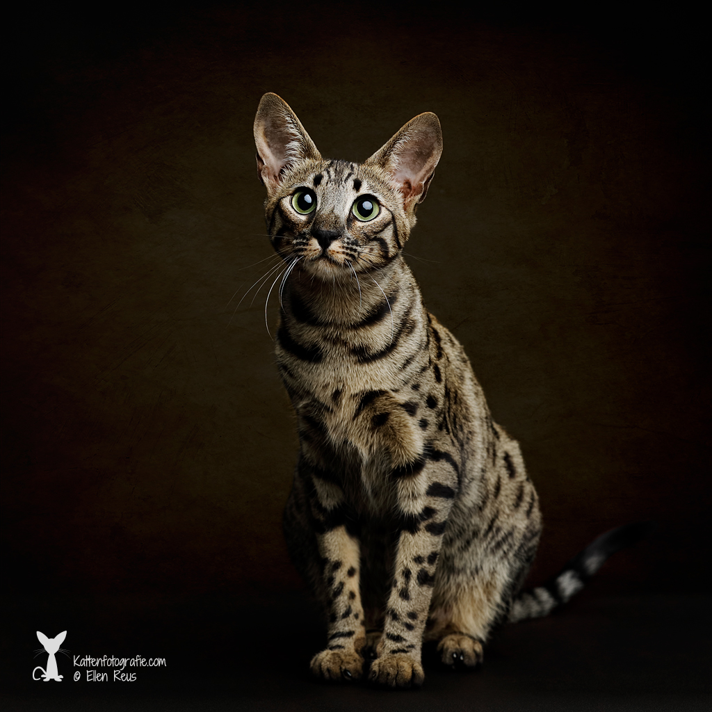 Savannah - F6 SBT - Black Tabby Spotted poes - Kismet - 9 maanden oud - Kattenfotografie - Dierfotografie - Door: Ellen Reus - Kattenfotografie.com