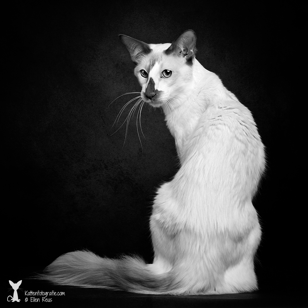 Balinees - Cinnamon en Wit - Momo - Kattenfotografie - Dierfotografie - Door: Ellen Reus - Kattenfotografie.com