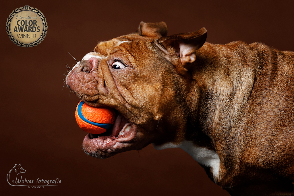 Boeda - Old Englisg Bulldog - Brokje-vang-foto met bal - Hondenfotografie - Dierfotografie - Actiefotografie - Door: Ellen Reus - Wolves fotografie