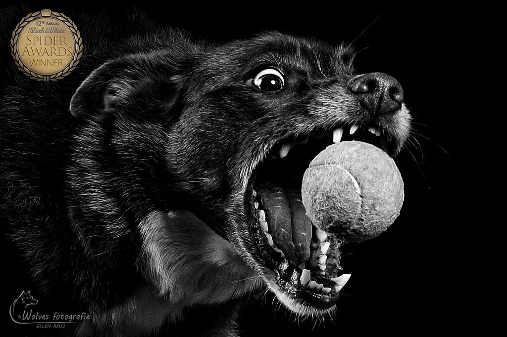 Prada - Brokje-vang-foto met bal - Hondenfotografie - Dierfotografie - Actiefotografie - Door: Ellen Reus - Wolves fotografie